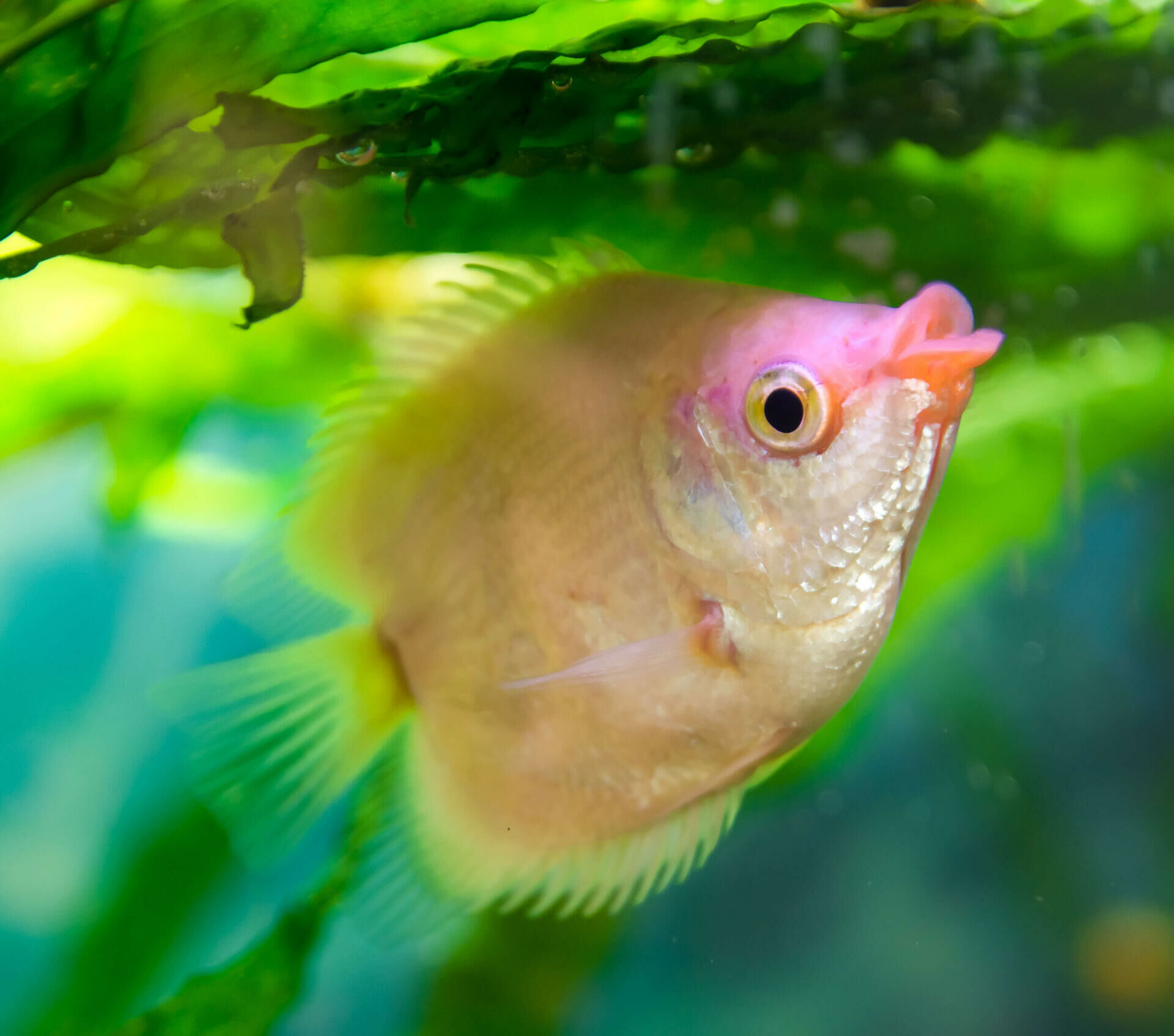 Imagem do Peixe Beijador